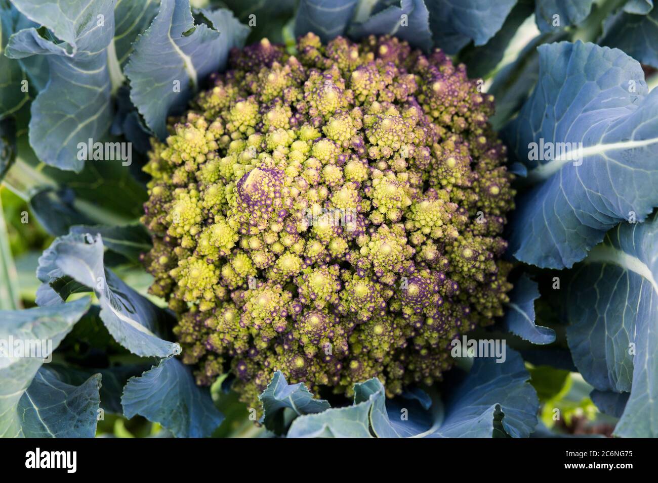 Romanesco Broccoli, eine besondere Art von Kohl, die ein schönes natürliches Muster hat Stockfoto