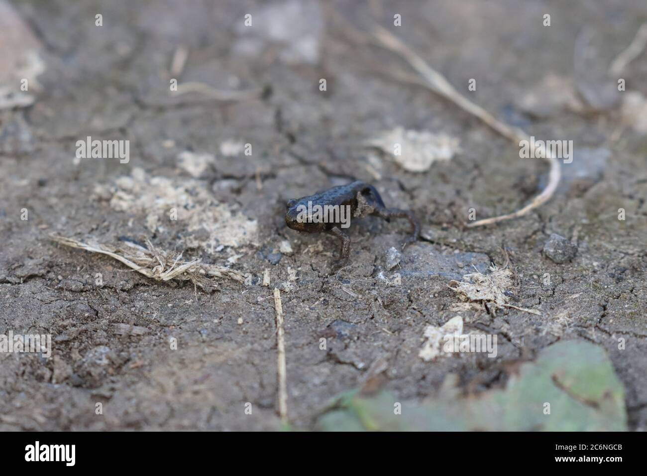 Nahaufnahme eines Baby Frogs, der auf etwas Erde steht. Stockfoto