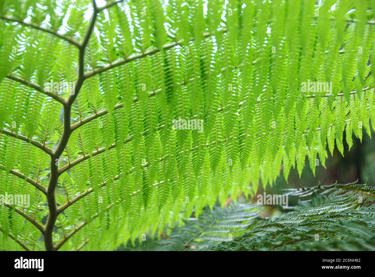 Schuppen-Baumfarn Cyathea cooperi, Dandruff Baumfarn Cyathea cooperi Stockfoto