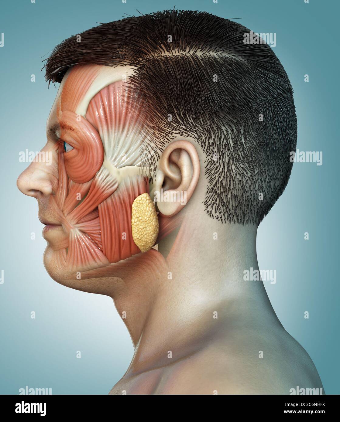 3d-Rendering medizinische Illustration der männlichen Kopf Anatomie für den Unterricht Stockfoto