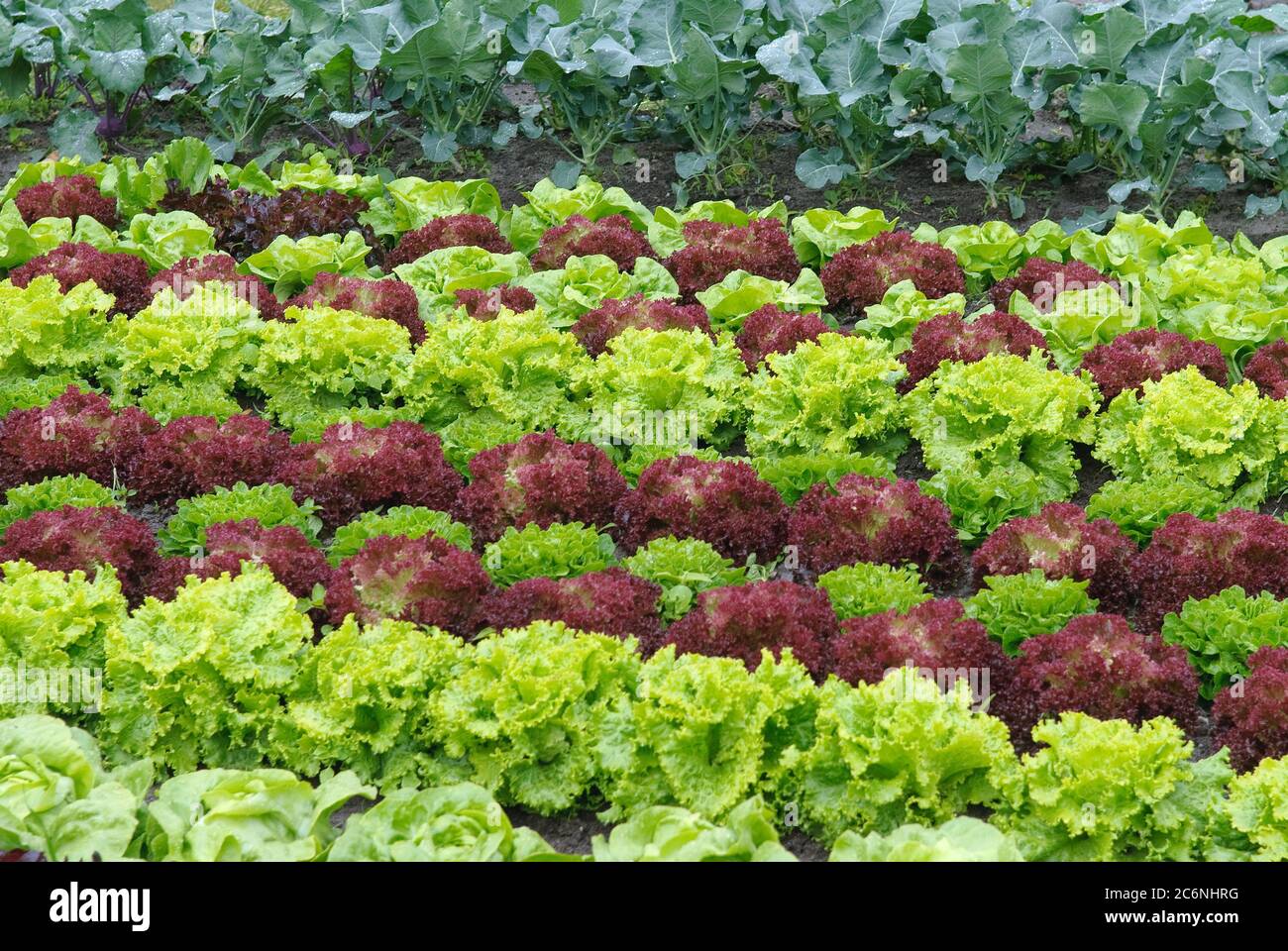 Schnittsalat Lactuca sativa Lollo rosso, Blattsalat Lactuca sativa Lollo rosso Stockfoto