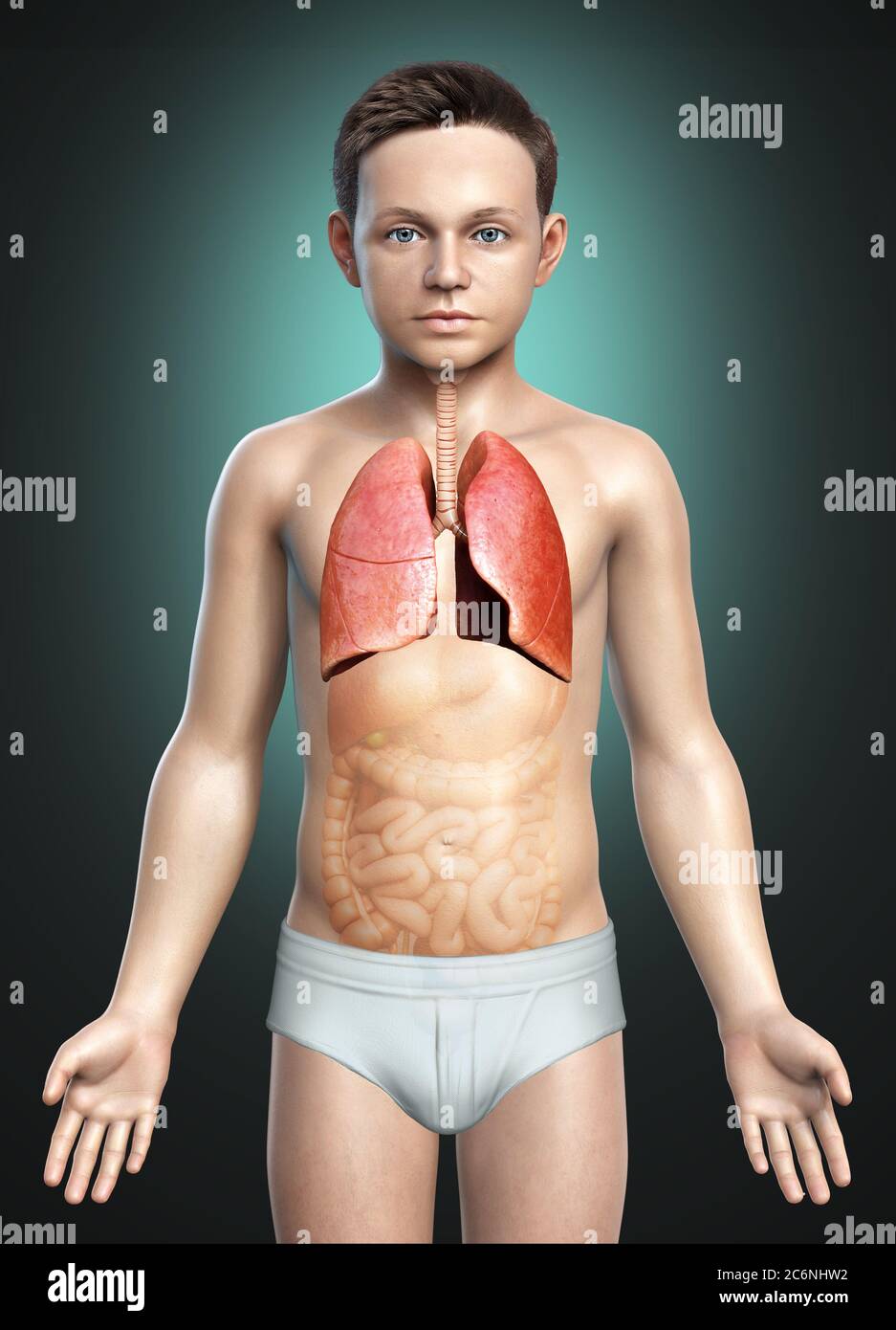 3d gerendert, medizinisch genaue Darstellung eines jungen Lungenanatomie Stockfoto