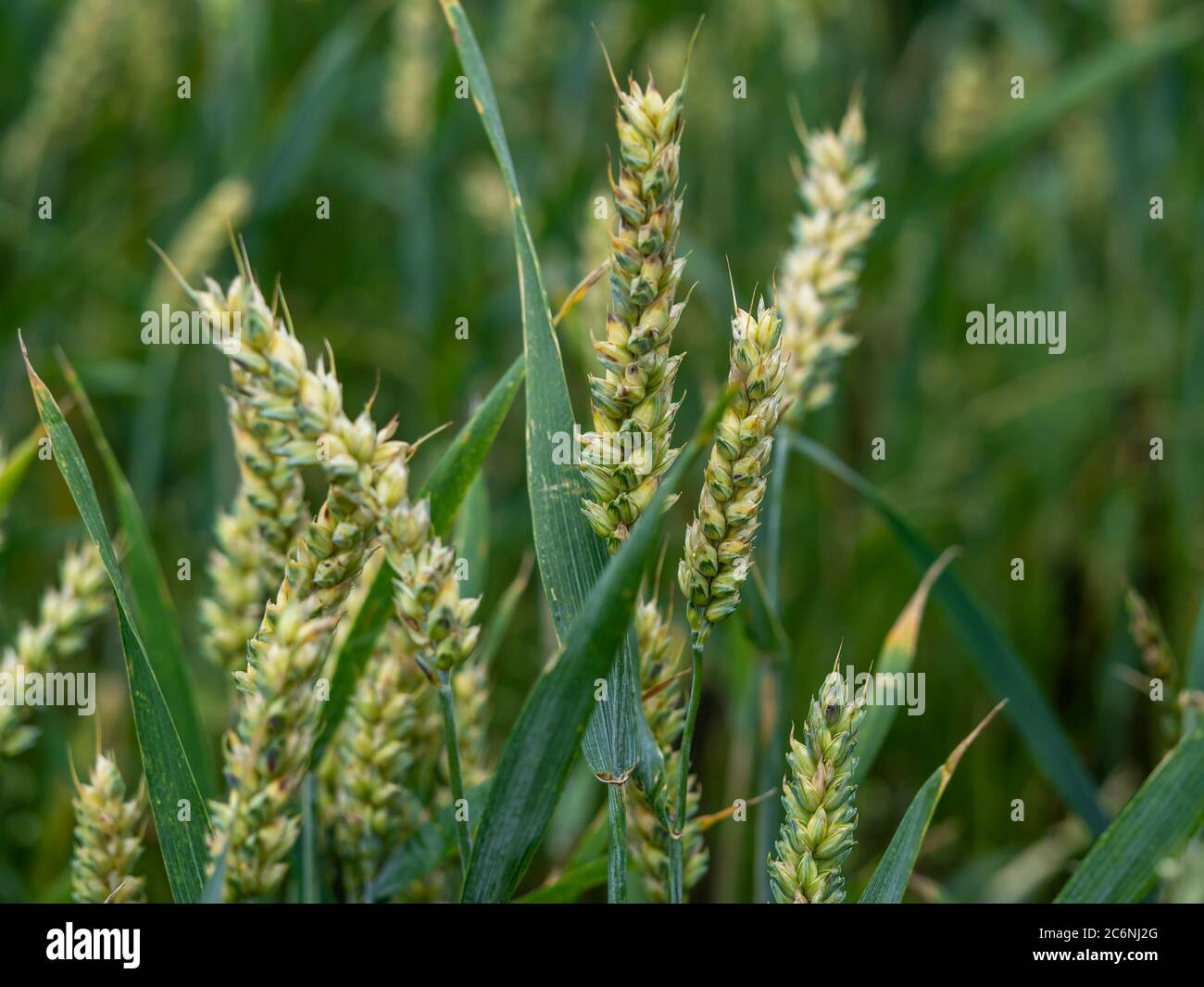 Nahaufnahme der grünen Ähren des Weizens, die in einem Sommerweizenfeld wachsen Stockfoto