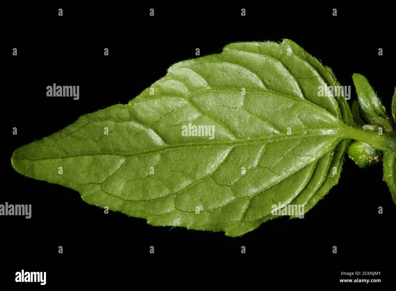 Gallant Soldier (Galinsoga parviflora). Lamellenansicht Stockfoto