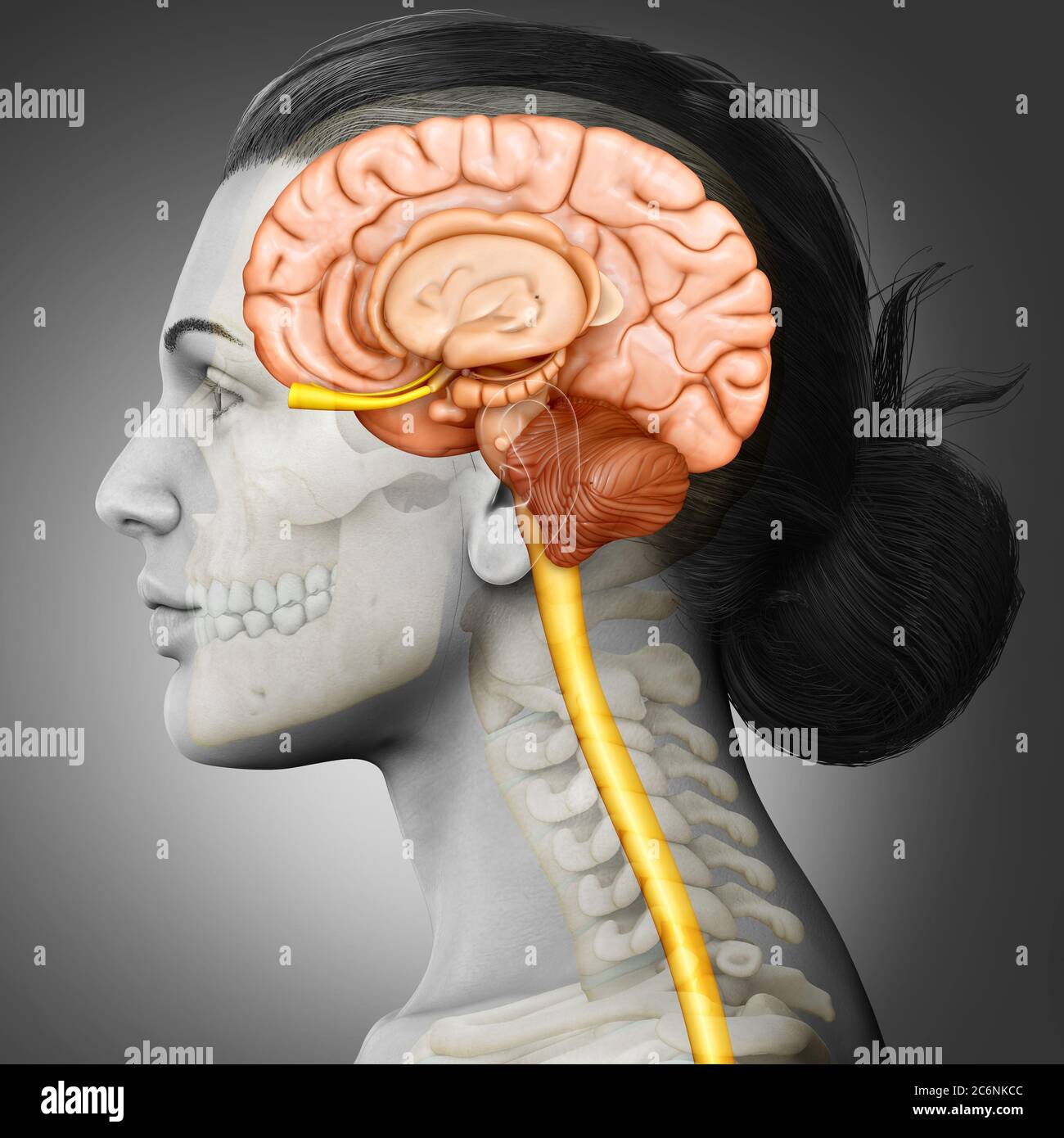3d-Rendering medizinische Illustration der weiblichen Hirnanatomie Stockfoto