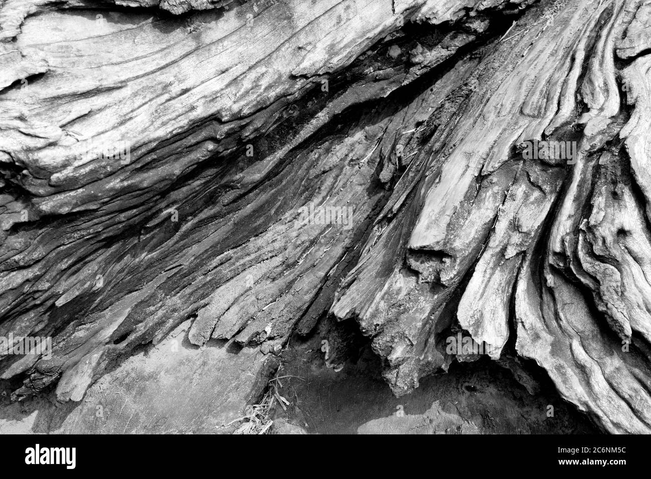 Stamm aus natürlichem Holz Stockfoto