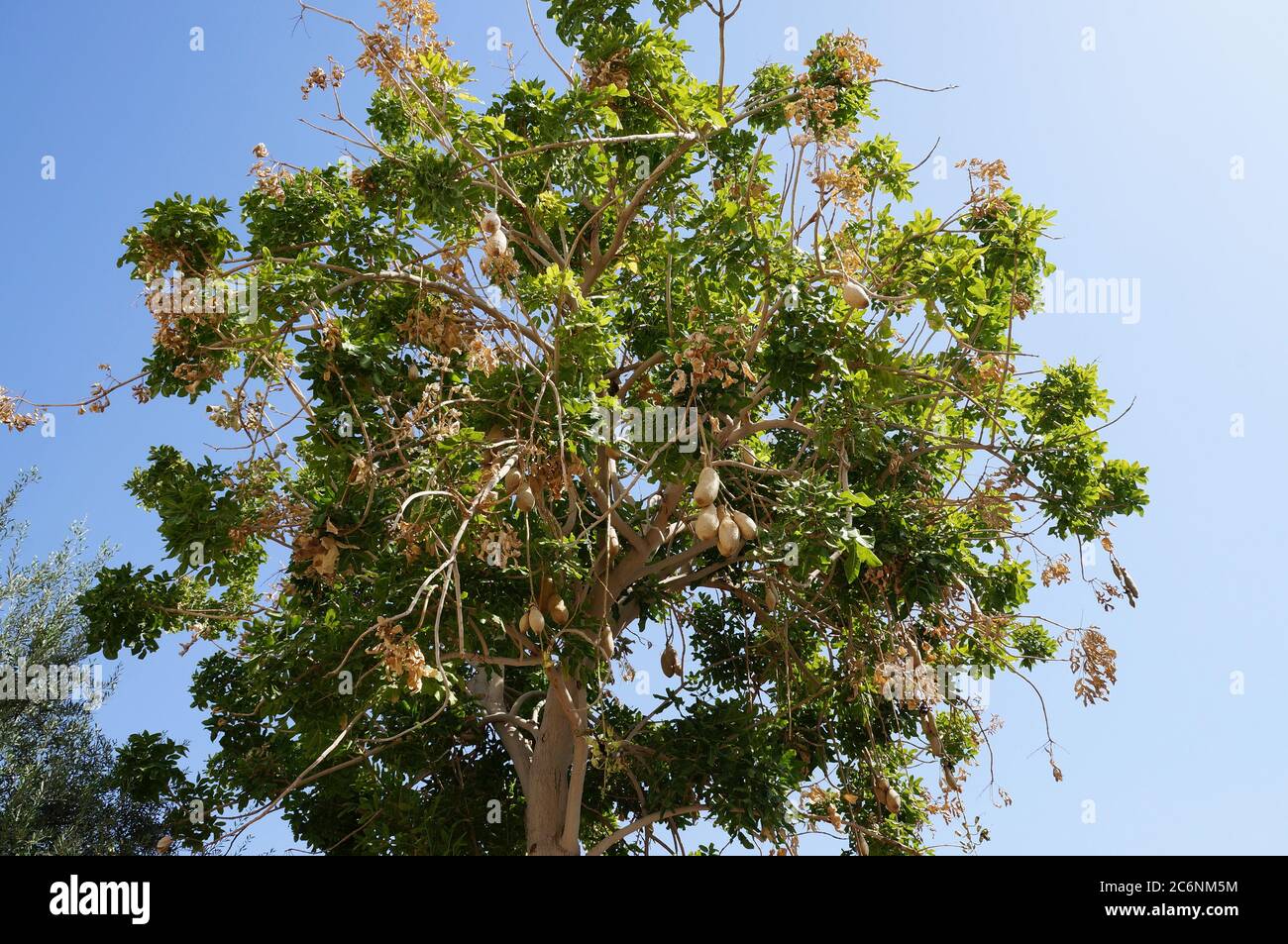 Früchte von Kigela Africana oder Wurstbaum Stockfoto