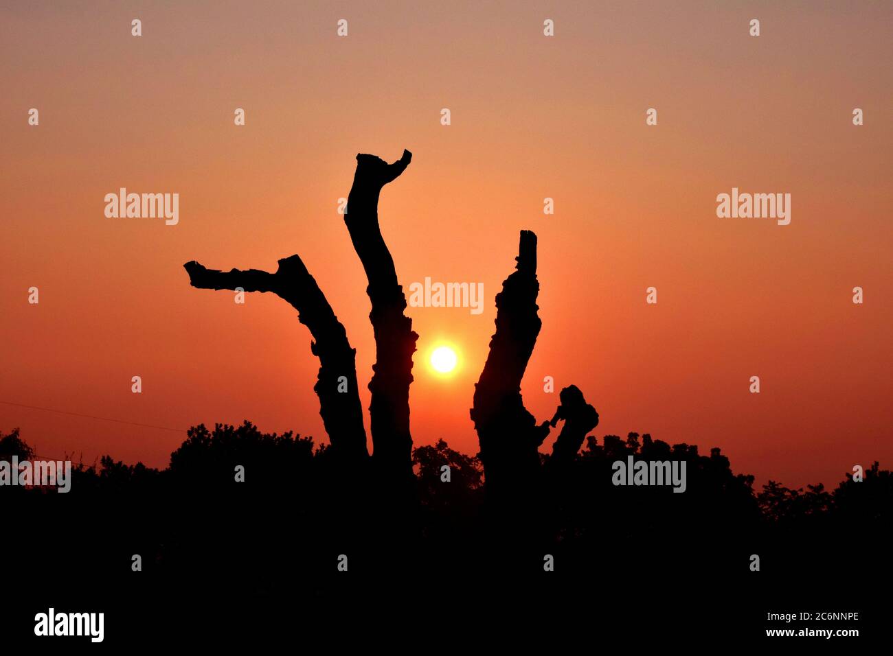 Morgen Sonnenaufgang Schönheit auf der Baumrinde Stockfoto