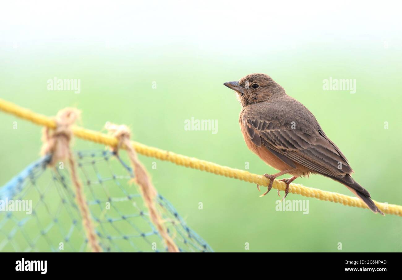 Die Rotschwanzlerche, auch manchmal als Rotschwanzlerche bezeichnet, ist ein Bodenvogel, der in den trockeneren offenen steinigen Lebensräumen Indiens und Teilen gefunden wird Stockfoto