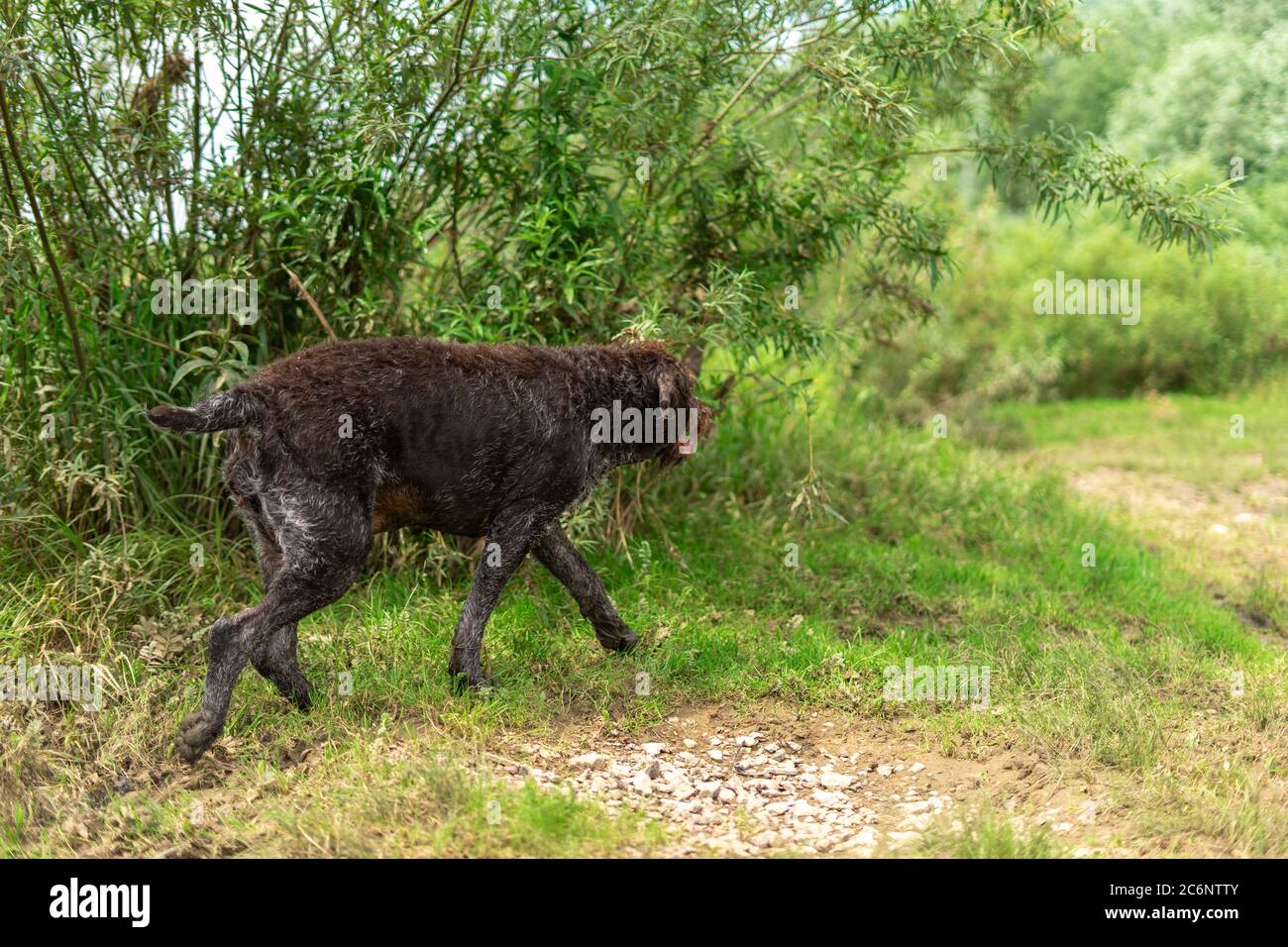 Der alte, dicke grauhaarige Hund läuft am Fluss entlang Stockfoto