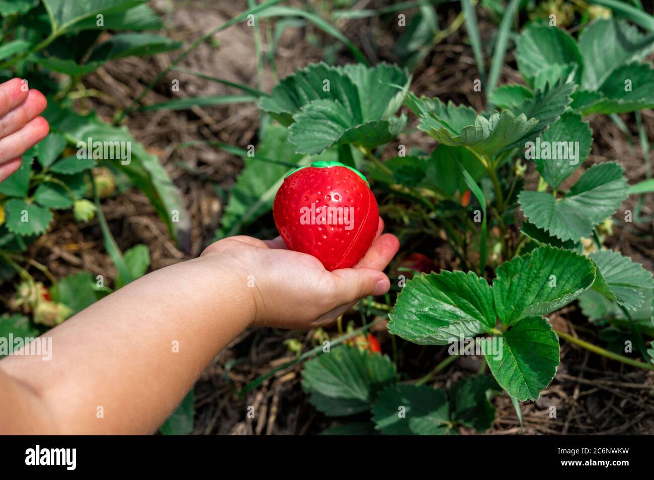 Die Kinderhand reißt künstliche Erdbeeren aus dem Busch der Gartenerdbeeren. Das Problem der Sättigung der Beeren und Früchte mit Platin und Stockfoto