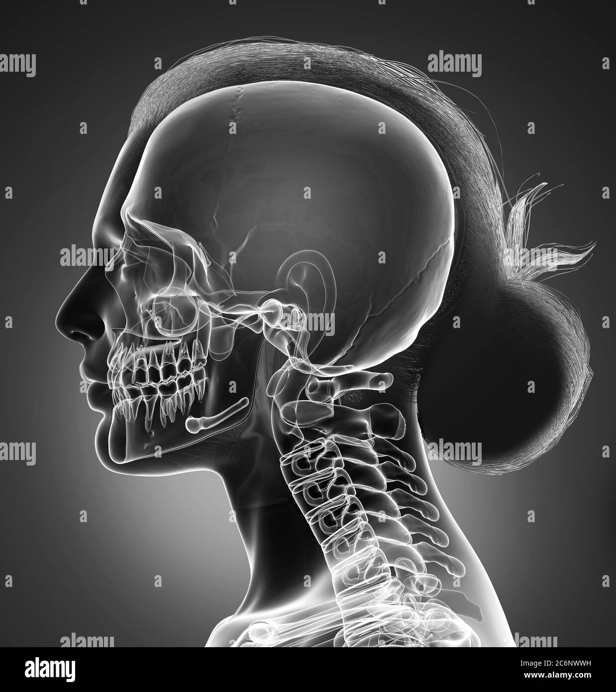 3d-Darstellung medizinisch genauer Darstellung einer weiblichen Kopfanatomie Stockfoto