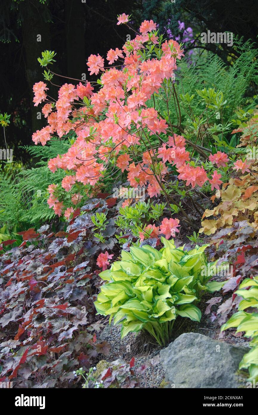 Azalee Rhododendron mollis x sinensis lachs, Purpurgloeckchen Heuchera Palace Purple, Goldblatt-Funkie Hosta Gold Standard, Azalea Rhododendron mollis Stockfoto Azalee Rhododendron mollis x sinensis lachs, Purpurgloeckchen Heuchera Palace Purple, Goldblatt-Funkie Hosta Gold Standard, Azalea Rhododendron mollis Stockfoto