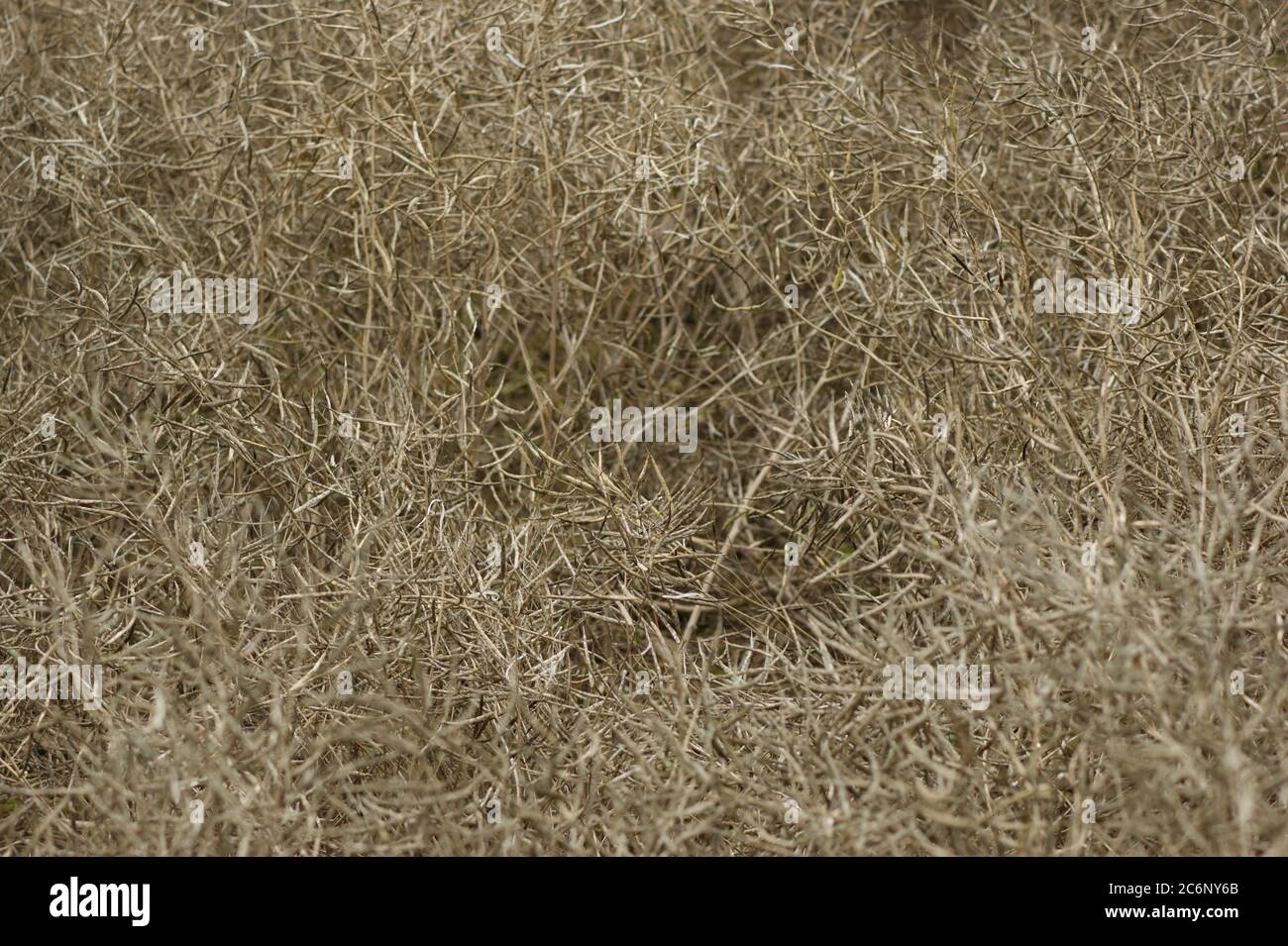 Im Feld Raps Stockfoto