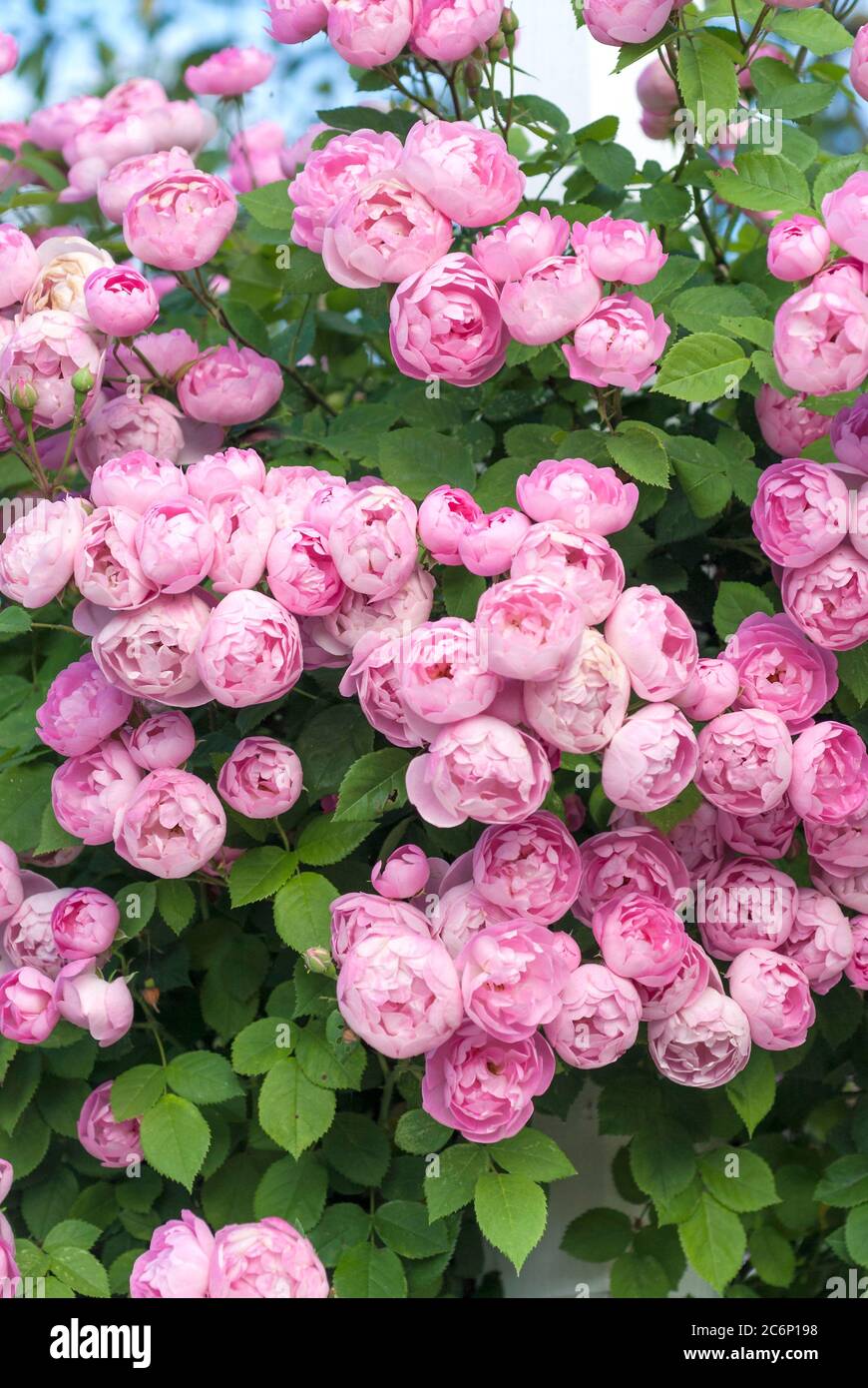 Rambler-Rose Rosa Raubritter, Rambler Rose Pink Raubritter Stockfoto