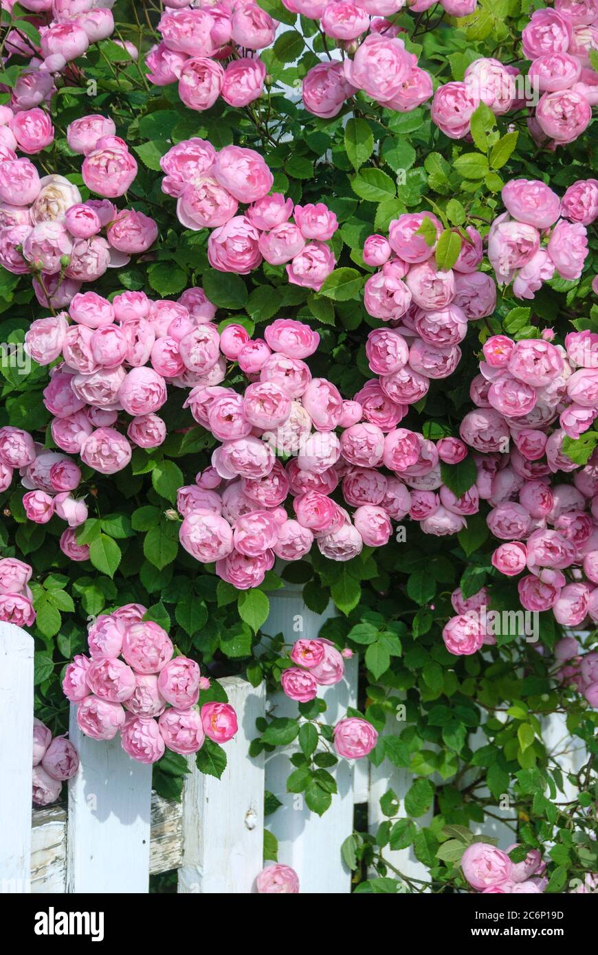Rambler-Rose Rosa Raubritter, Rambler Rose Pink Raubritter Stockfoto