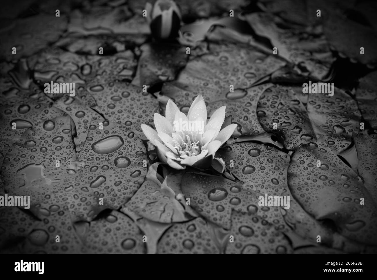Wunderschöne Seerose oder Lotusblume im Teich. Schwarzweiß-Fotografie. Ein Lotus nach dem Regen Stockfoto