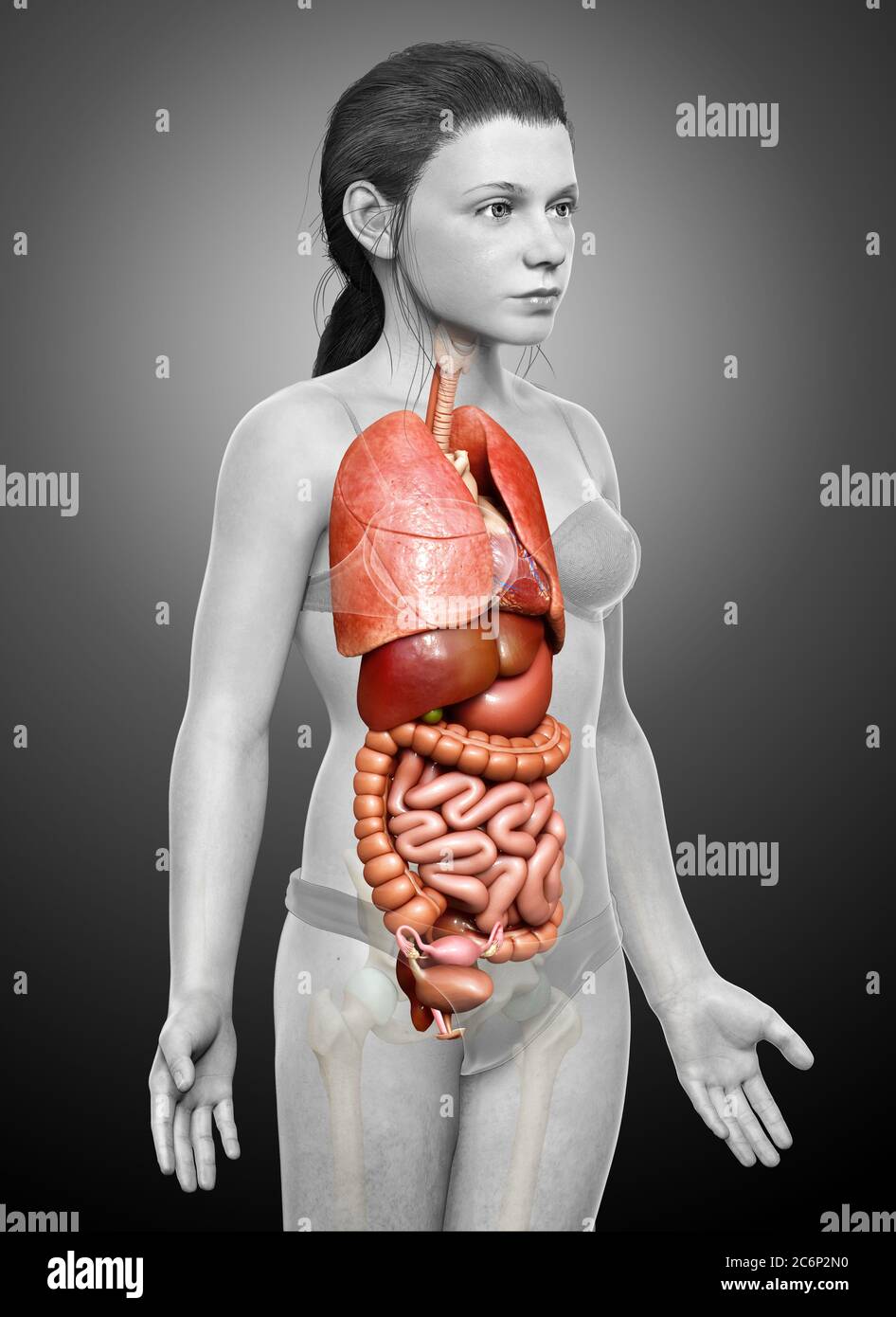3d gemacht medizinisch genaue Illustration des jungen Mädchen Verdauungssystem Stockfoto