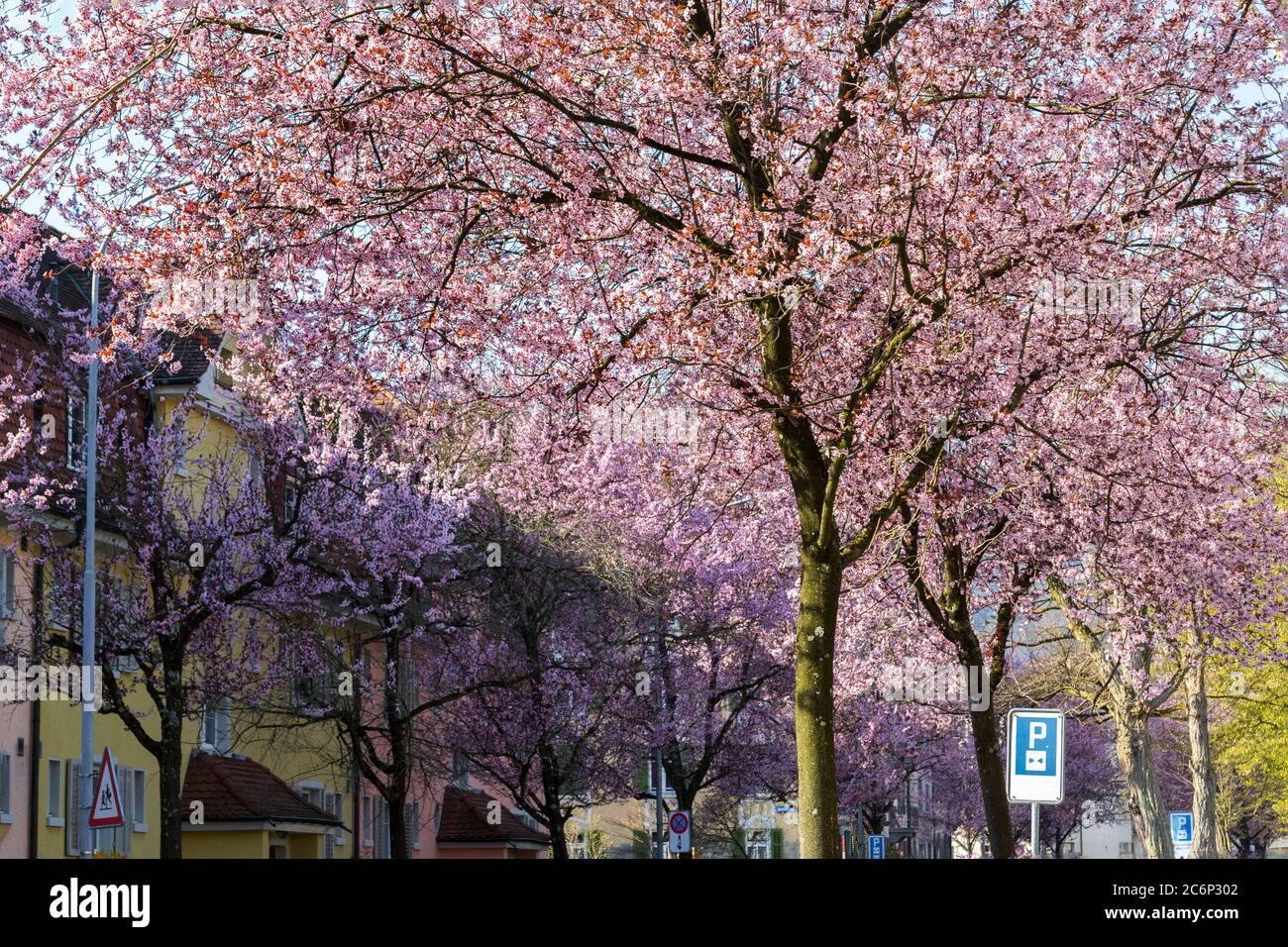 Blühende rosa Kirschbäume entlang der Straße in einem Wohnviertel in Zürich - freundliche Wohnumgebung und Lebensqualität Stockfoto