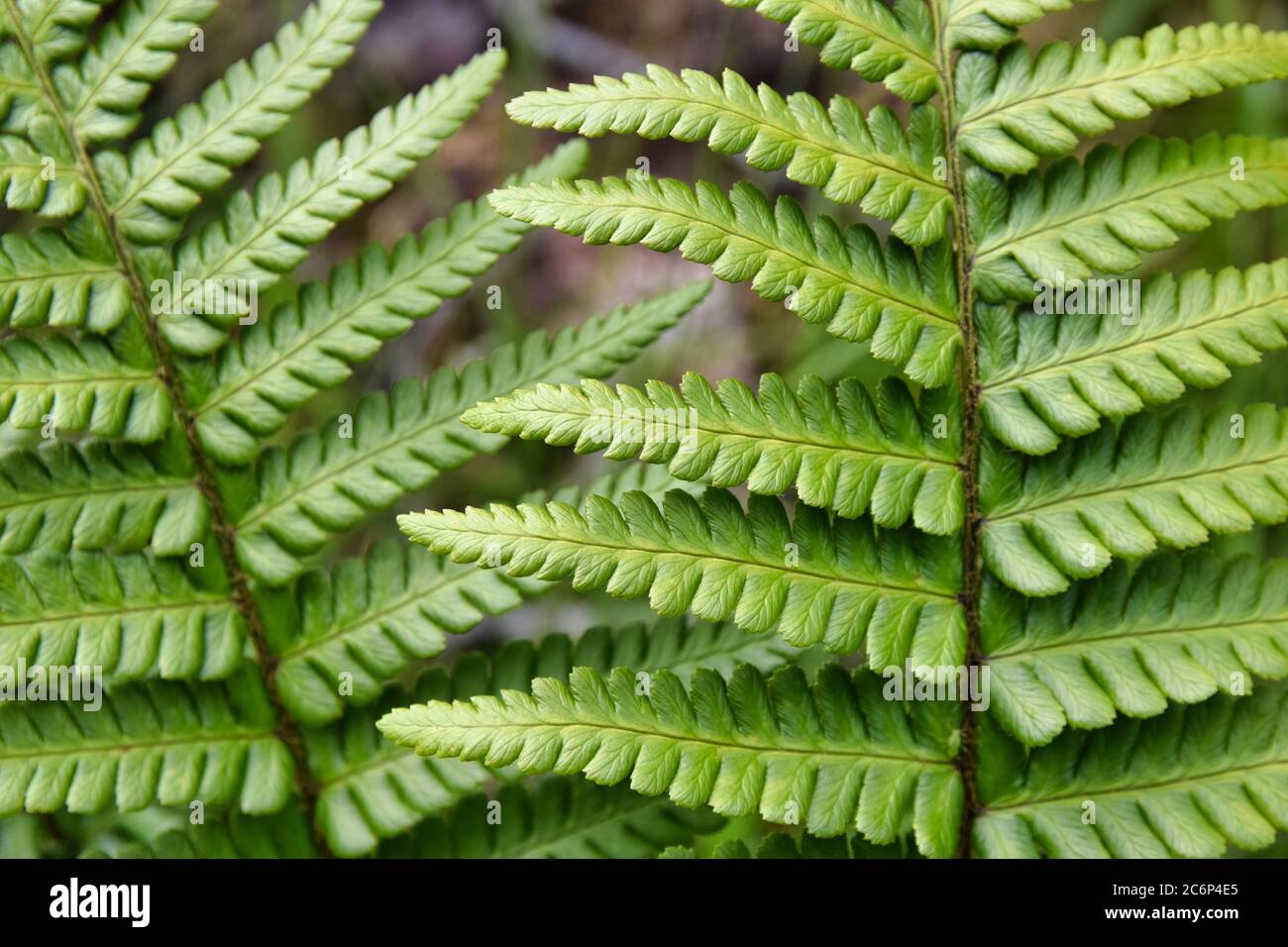 Abstrakte Nahaufnahme von grünen Farnblättern im Sommer Stockfoto