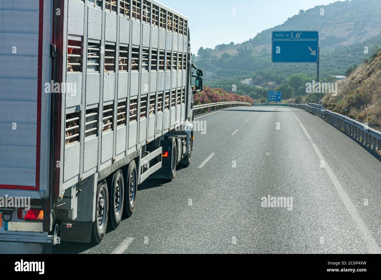 Käfigwagen, der lebende Schweine transportiert und auf der Autobahn fährt. Stockfoto