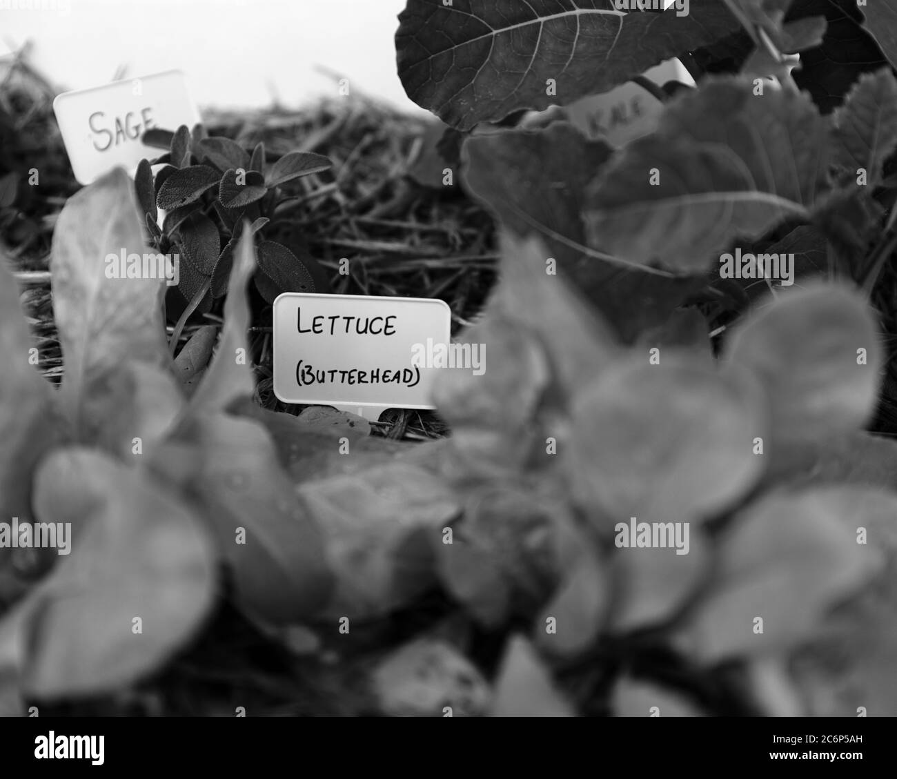 Nahaufnahme Schwarz-Weiß-Bild von verschiedenen Pflanzen in einem Kräutergarten zu Hause mit flacher Fokus (DOF). Stockfoto