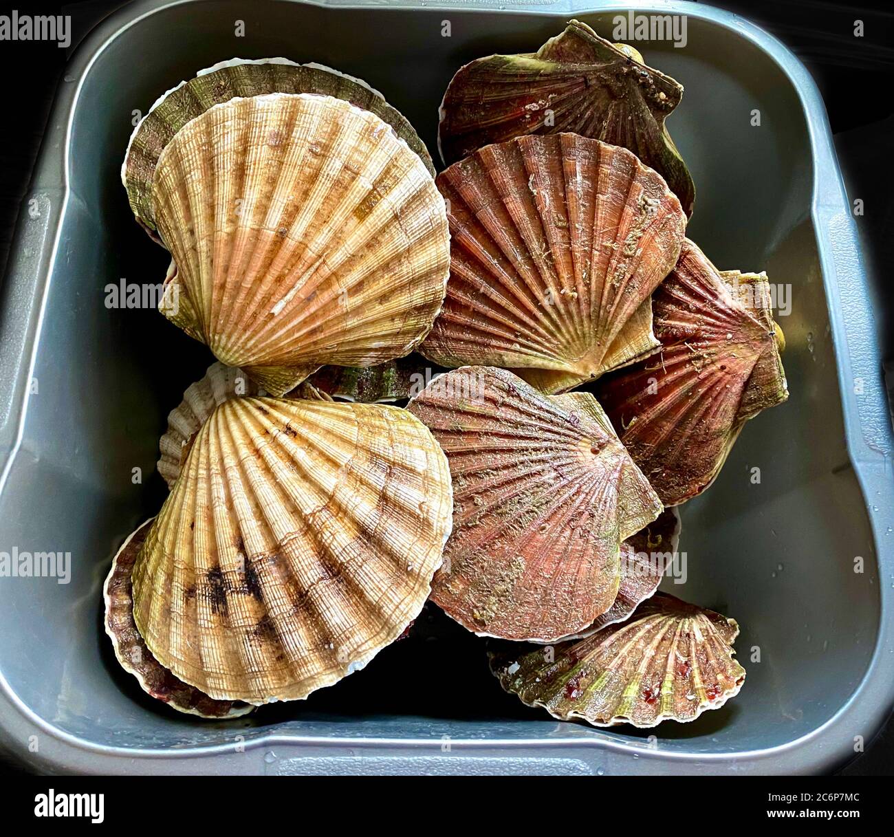 Jakobsmuscheln Leben Fotos Und Bildmaterial In Hoher Aufl sung Alamy jakobsmuscheln-leben-fotos-und-bildmaterial-in-hoher-aufl-sung-alamy