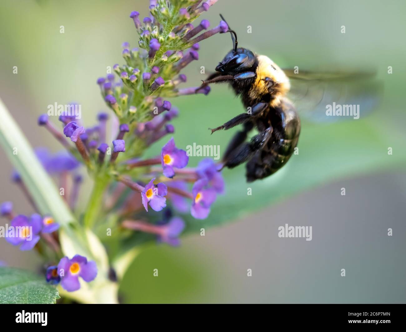 Schwarze und gelbe Hummel bestäubt eine lila Schmetterling Busch Blume mit ihren Flügeln summend. Insekten Tierwelt in der Natur. Stockfoto