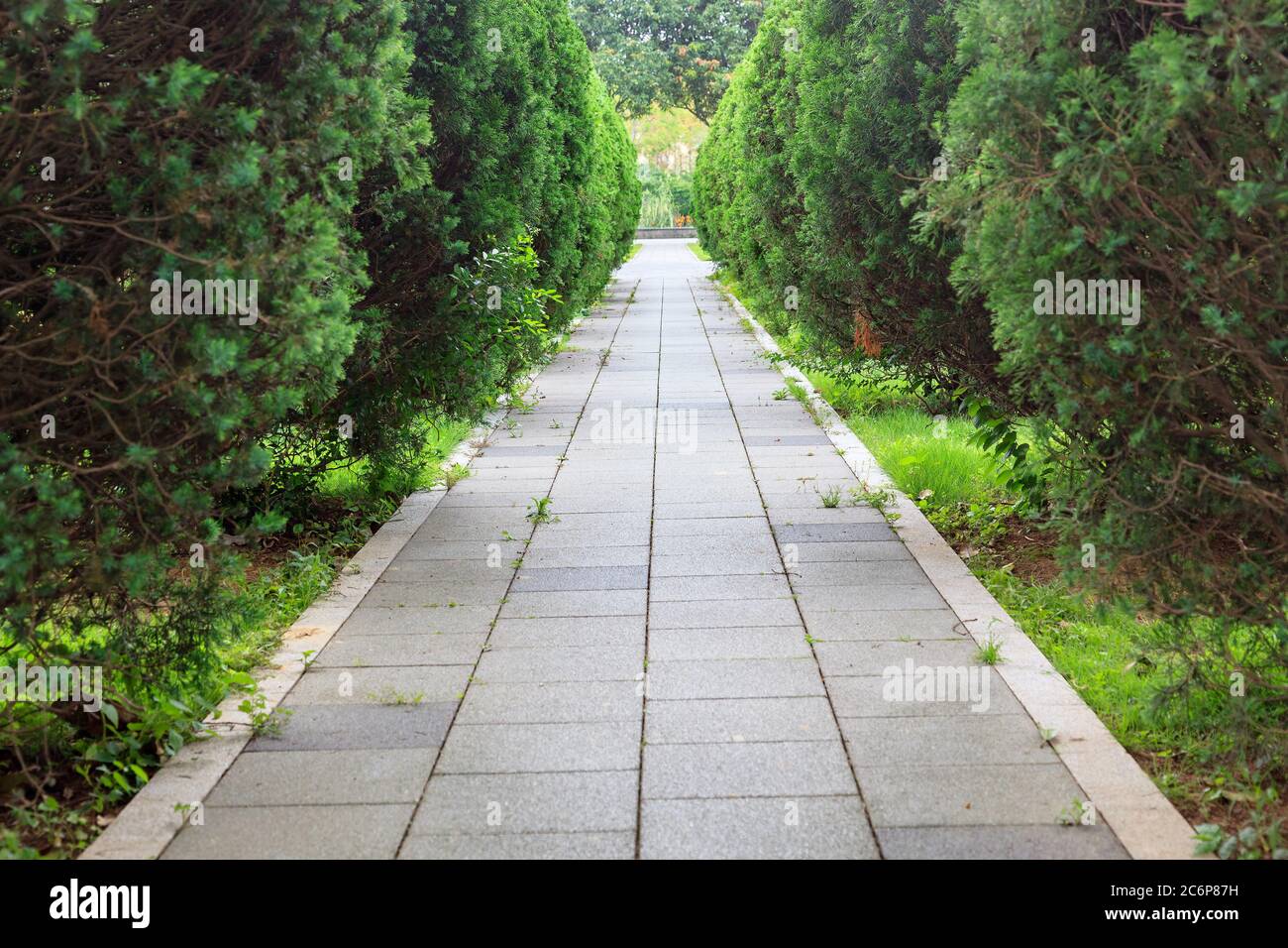 Die leeren Plattensteine Bürgersteig mit Nadelbäumen herum im Park, Fuzhou, Fujian, China Stockfoto