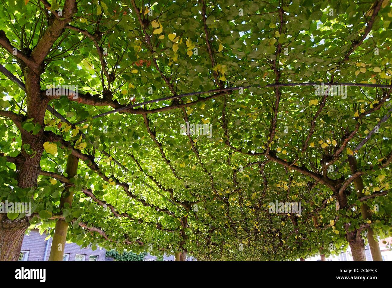 Baumkrone, grün, Schatten, getupfte Sonne, Äste, über Gehweg, Natur, Europa, Willemstad; Niederlande, Sommer Stockfoto