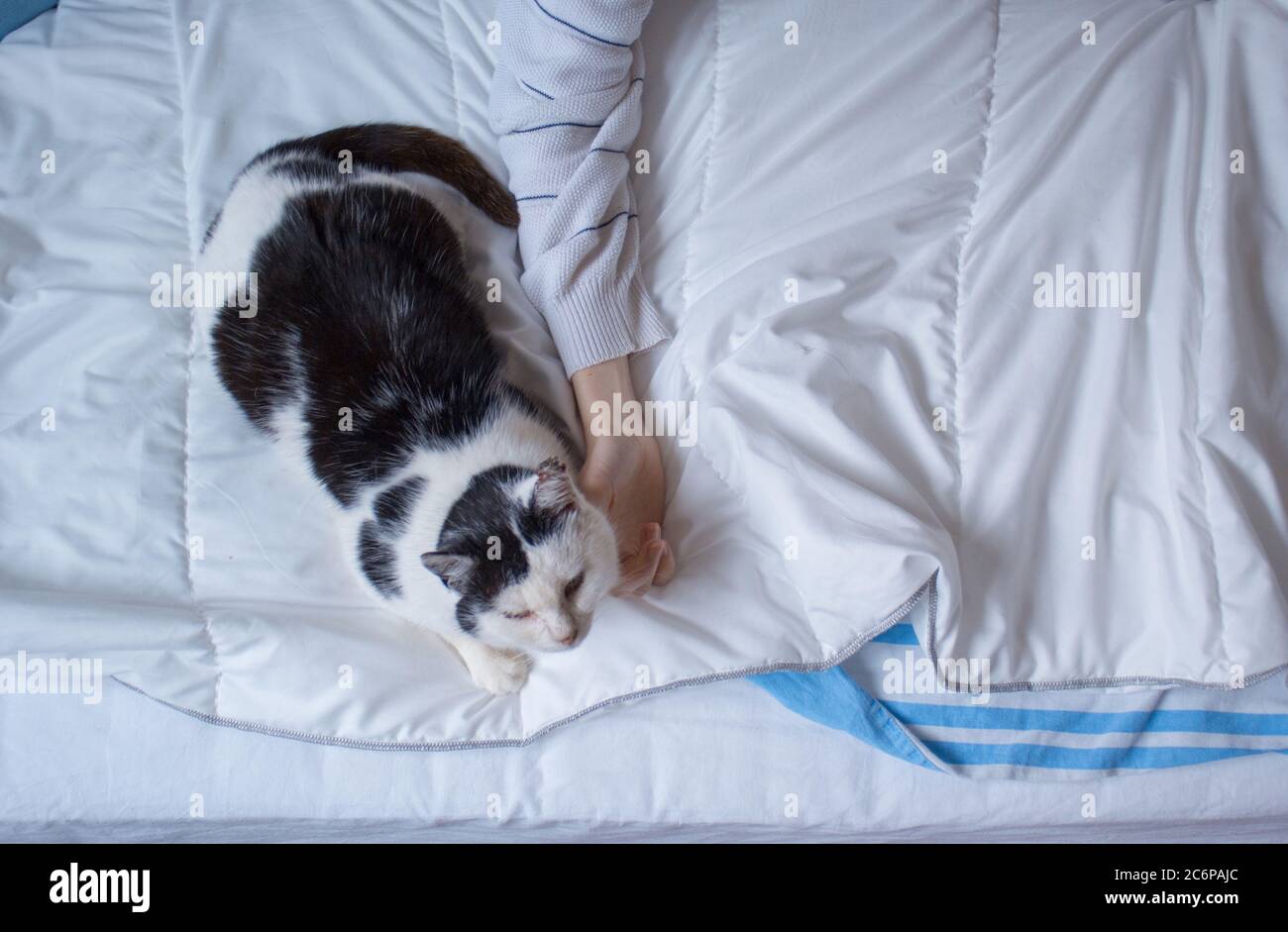 Eine schwarz-weiße Katze, die auf einem weißen Bett liegt, sanft von der Hand eines Mädchens gestreichelt. Stockfoto