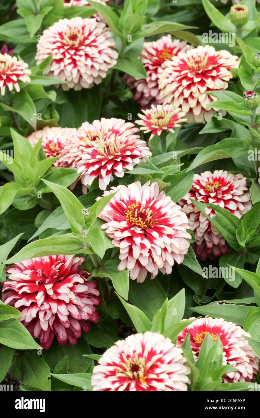 Rot-weiße Zinnia 'Swizzle Cherry and Ivory' Stockfoto