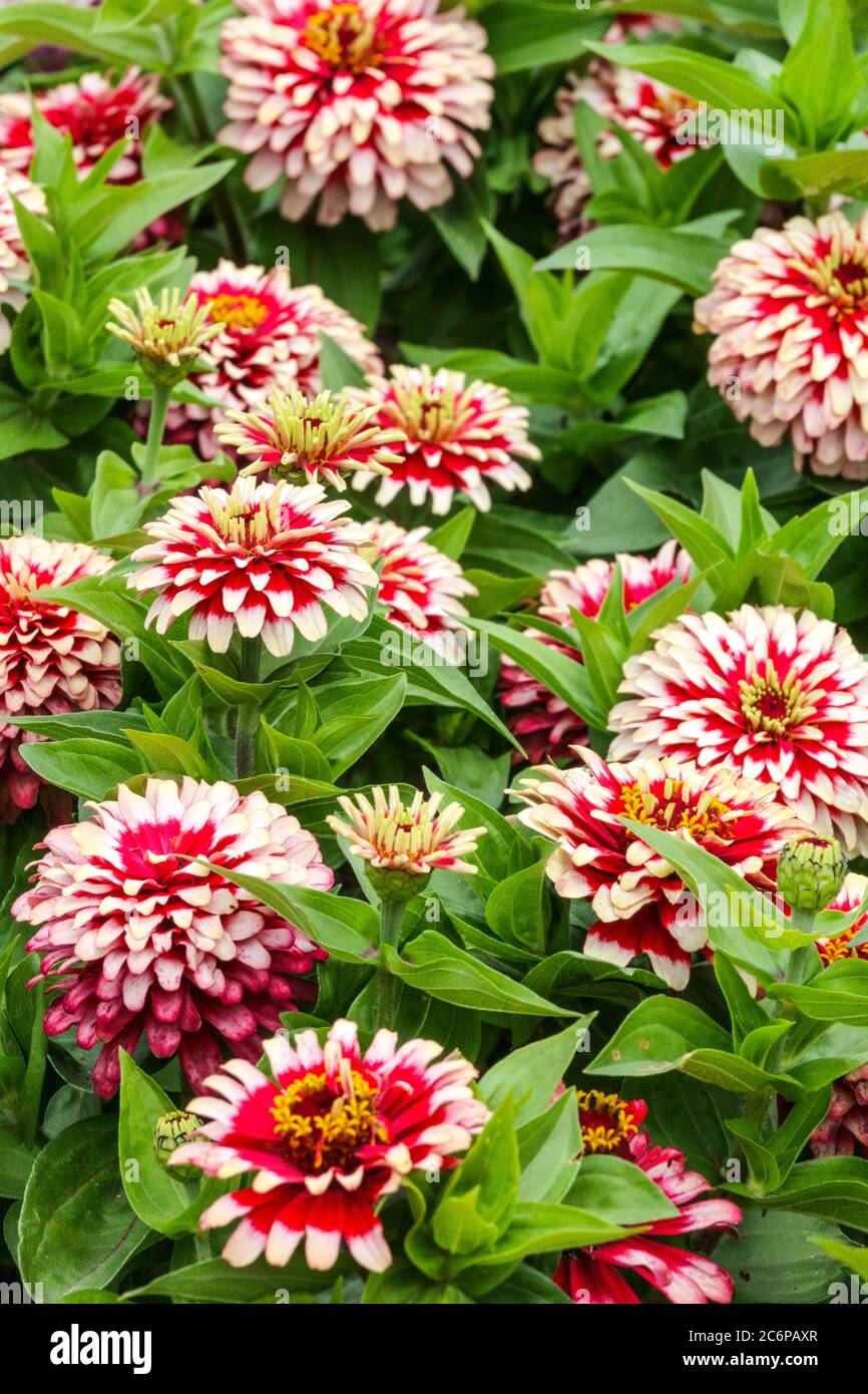 Rot-weiße Zinnia 'Swizzle Cherry and Ivory' Stockfoto