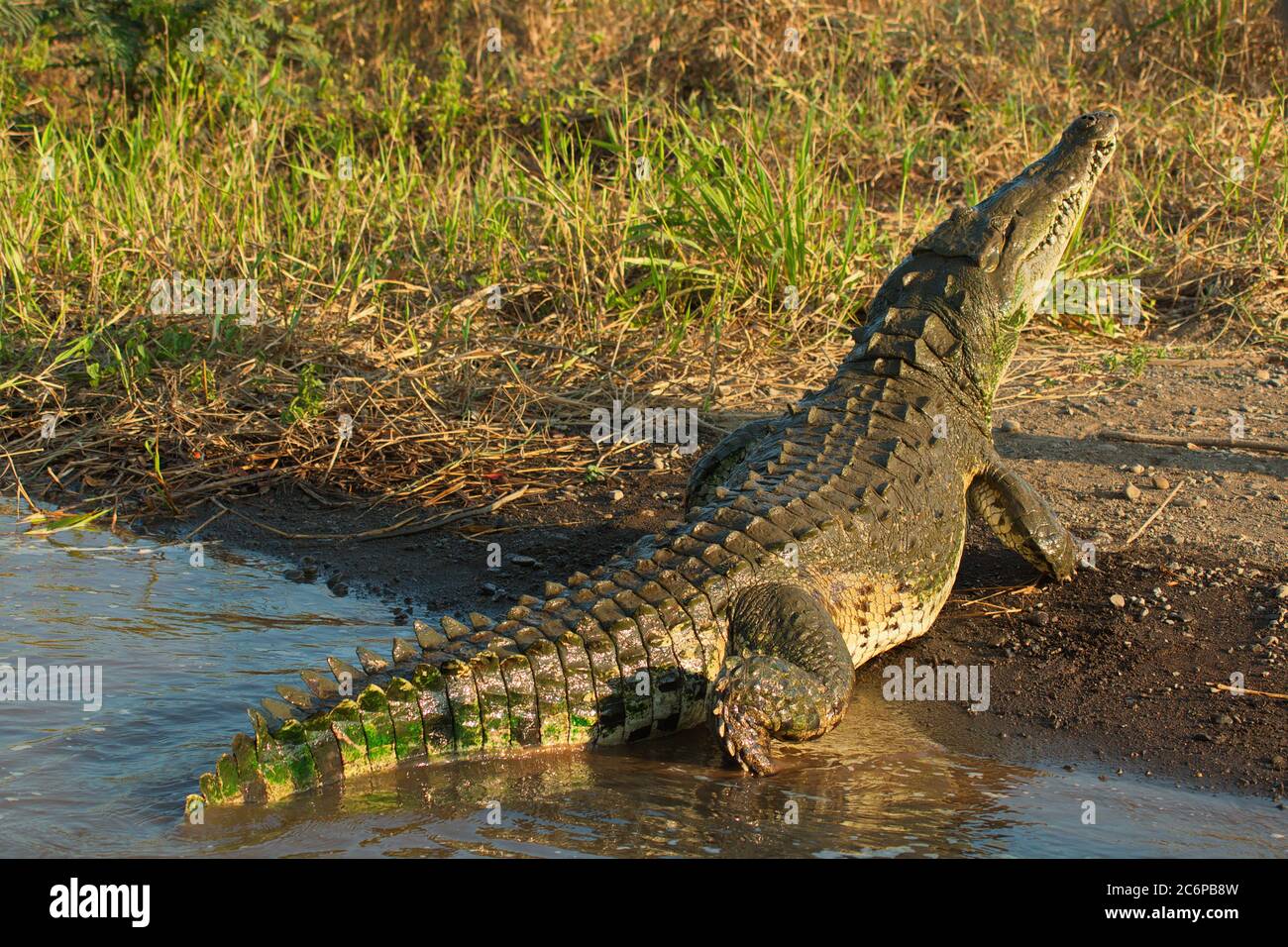 Krokodil in Rio Tarcoles bei Tarcoles in Costa Rica, Mittelamerika Stockfoto