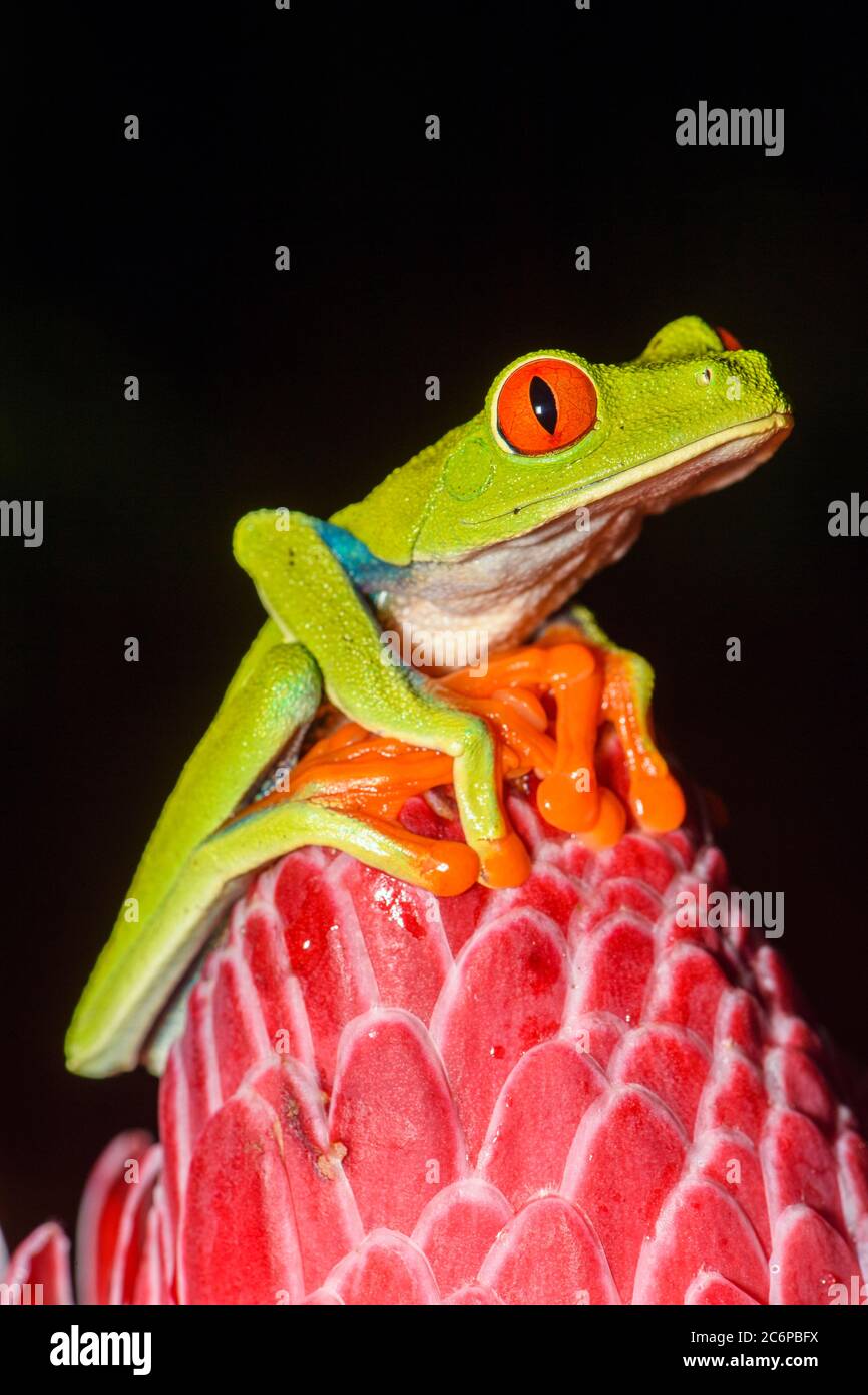 Rotauger Baumfrosch (Agalychnis callidyas), Frogs Heaven, Limon, Costa Rica Stockfoto