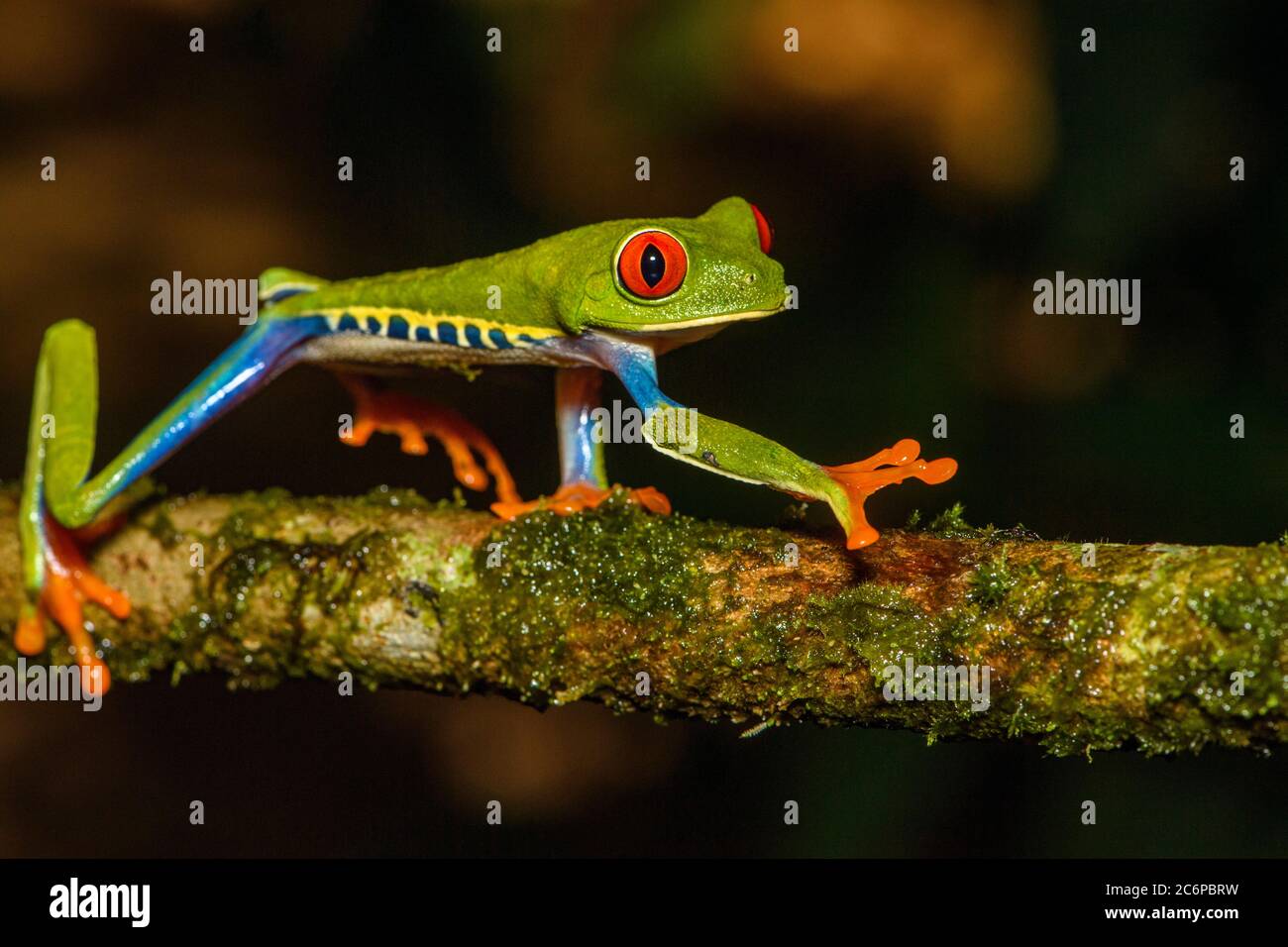 Rotauger Baumfrosch (Agalychnis callidyas), Frogs Heaven, Limon, Costa Rica Stockfoto