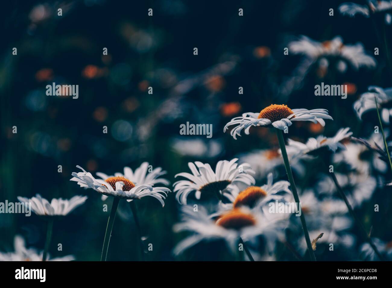 Sommerfeld mit weißen Gänseblümchen in Europa. Hübsche Blumen im Sommer. Lebendige Farben gelb, weiß und grün Stockfoto