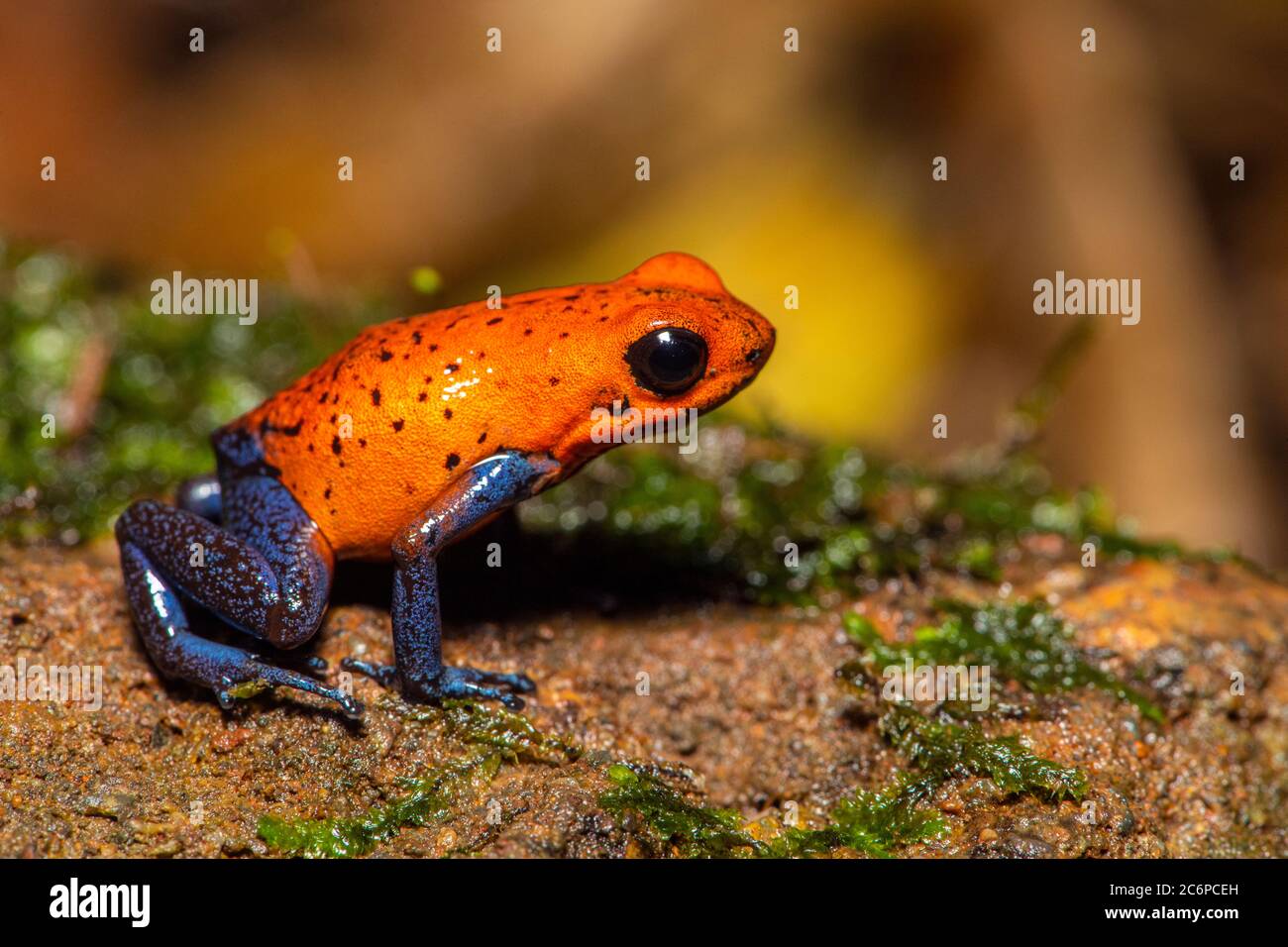 Blue-Jeans Frosch oder Erdbeer-Giftpfeil-Frosch (Dendrobates pumilio), Frogs Heaven, Limon, Costa Rica Stockfoto
