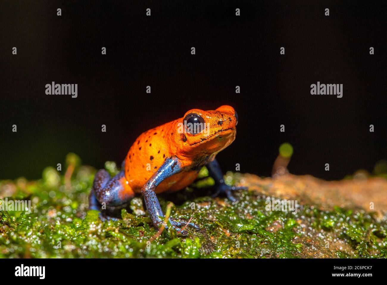 Blue-Jeans Frosch oder Erdbeer-Giftpfeil-Frosch (Dendrobates pumilio), Frogs Heaven, Limon, Costa Rica Stockfoto