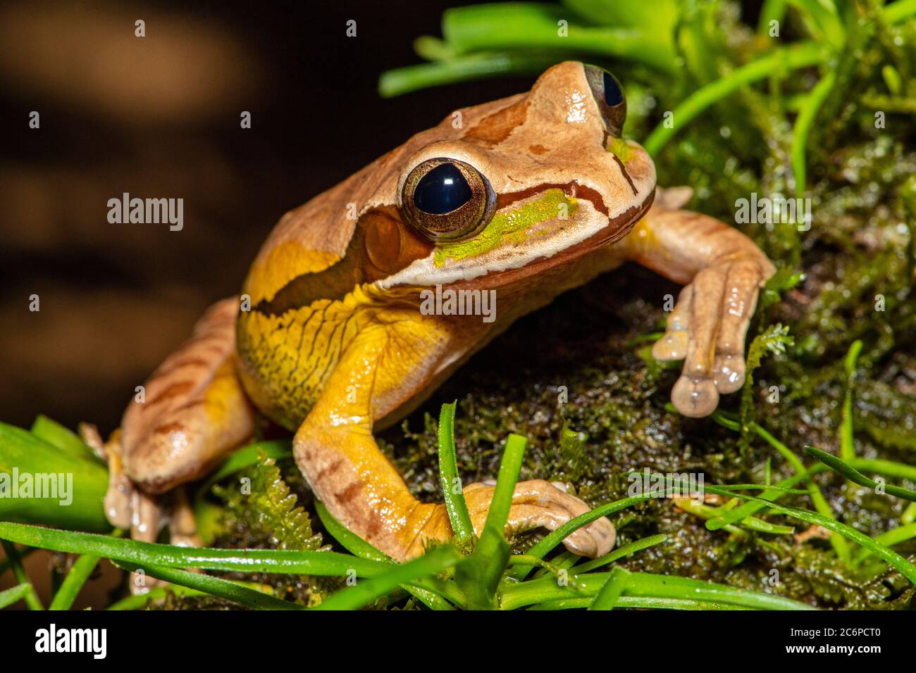 Maskierter Baumfrosch (Smilisca phaeota), Froschhimmel, Limon, Costa Rica Stockfoto