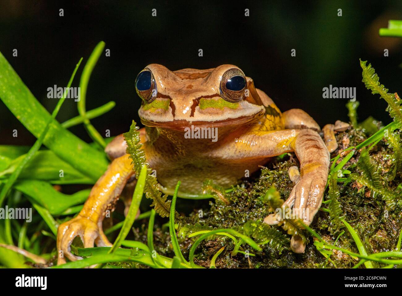 Maskierter Baumfrosch (Smilisca phaeota), Froschhimmel, Limon, Costa Rica Stockfoto