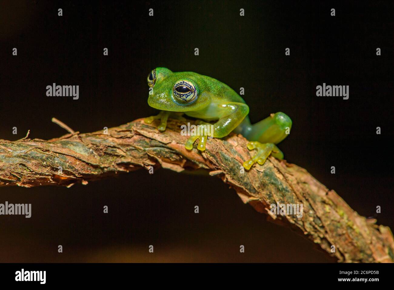 Stacheliger Glasfrosch (Teratohyla spinosa, Frogs Heaven, Limon, Costa Rica Stockfoto