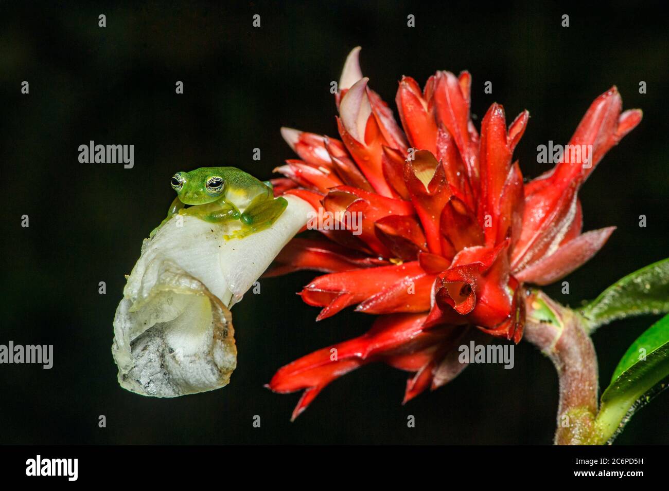 Stacheliger Glasfrosch (Teratohyla spinosa, Frogs Heaven, Limon, Costa Rica Stockfoto