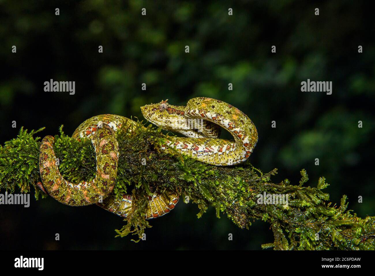 Wimpernviper (Bothriechis schlegelii), Laguna del lagarto, Alajuela, Costa Rica Stockfoto