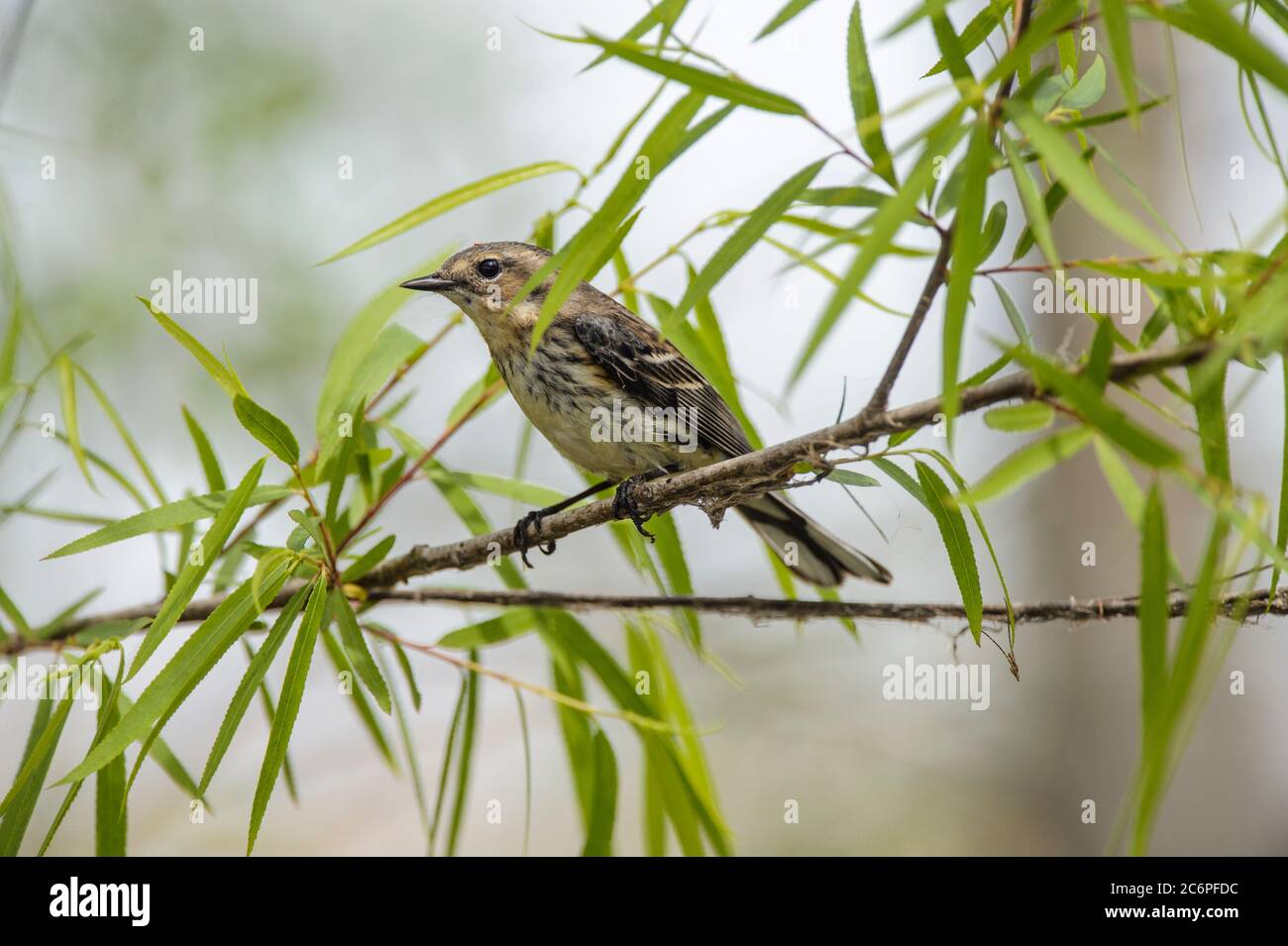 Gelbwühliger Waldsänger (Setophaga coronata) Wintergefieder, Leonabelle Vogelbeobachtungs-Zentrum, Port Aransas, Texas, USA Stockfoto