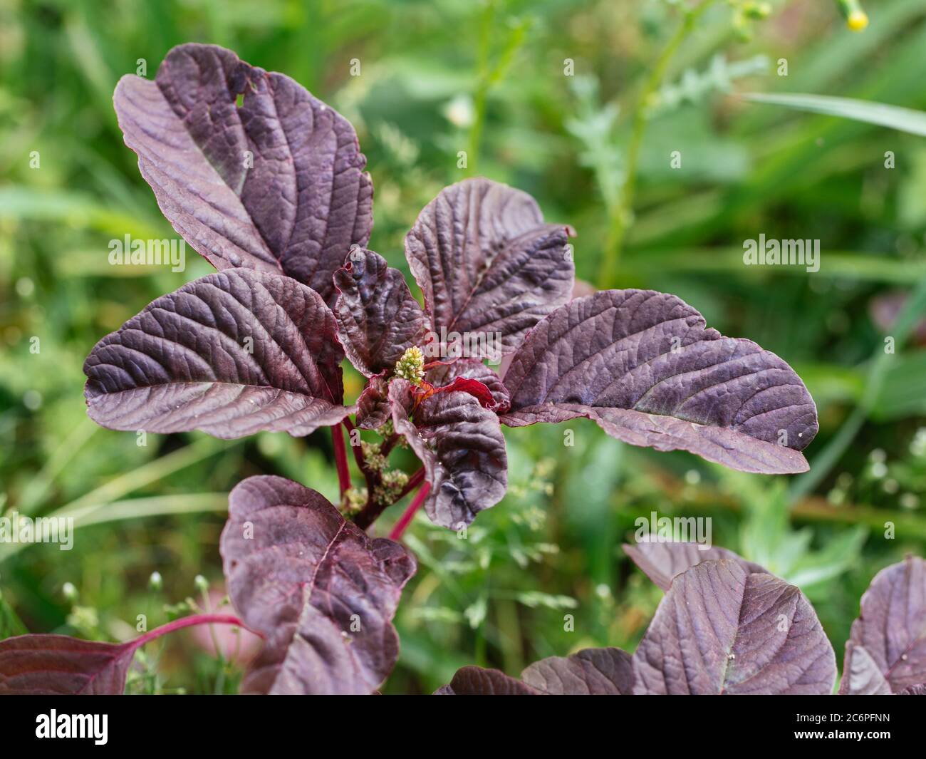 Rote Blatt-Pflanzen-Amaranth (amaranthus lividus var. rubrum) Pflanzen in einem Garten. Stockfoto