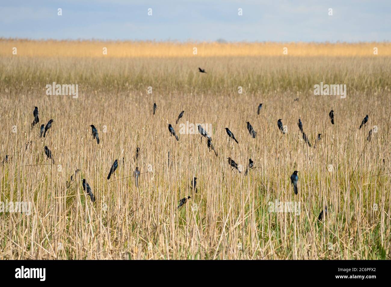 Schwarm von Grackles in Sumpfresen, Cameron Parish, Louisiana, USA Stockfoto