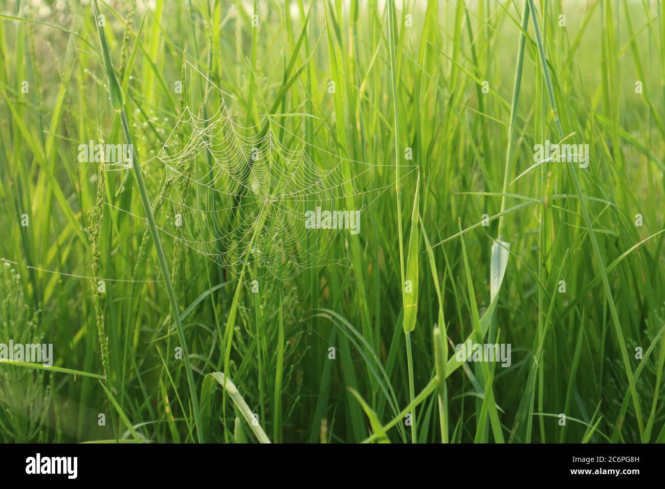 Meine allererste Aufnahme eines Spinnennetzes in den frühen Morgenstunden während eines Spaziergangs Stockfoto