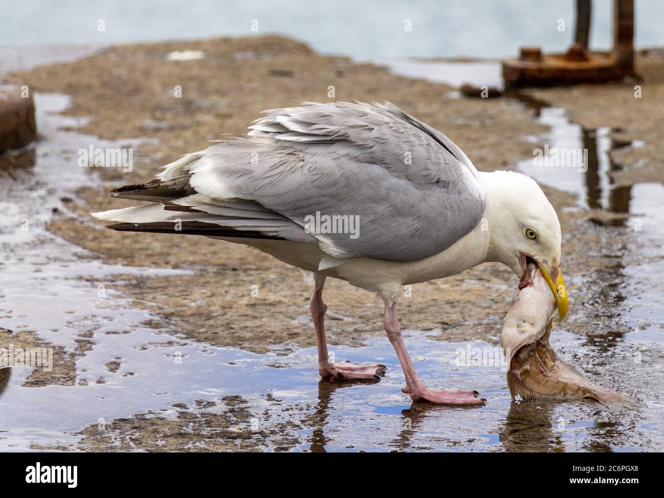 Heringmöwe Larus argentatus schluckt tote gerötete Fische Stockfoto