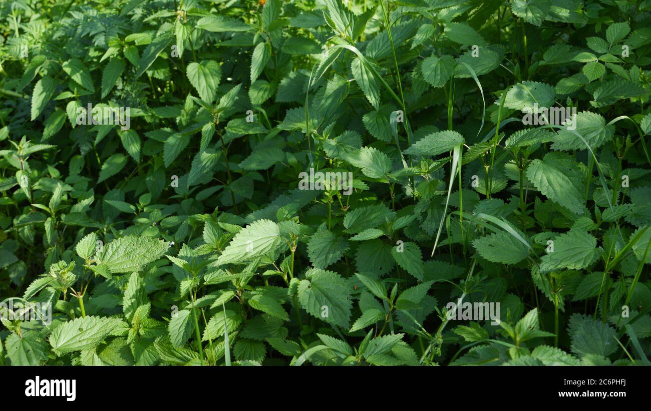 Brennnessel, lat Urtica dioica, Pflanze mit Stechen Gefühl bei Kontakt, als traditionelle Medizin verwendet Stockfoto